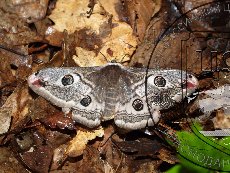 Павлиноглазка малая 006